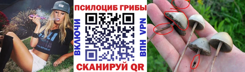 цена   ОМГ ОМГ   Галлюциногенные грибы прущие грибы  Семилуки 